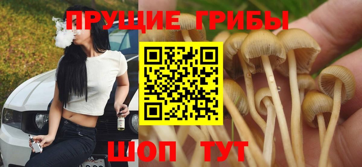 Псилоцибиновые грибы Psilocybe  Вход с VPN  Ярославль  Псилоцибиновые грибы GOLDEN TEACHER 